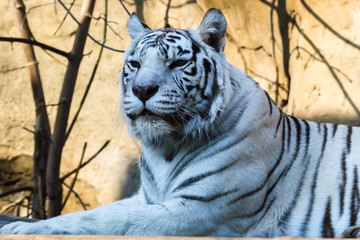 White tiger — Bengal tiger species with a congenital mutation. The mutation leads to a fully white color of the tiger with black and brown stripes on white fur and blue eyes.