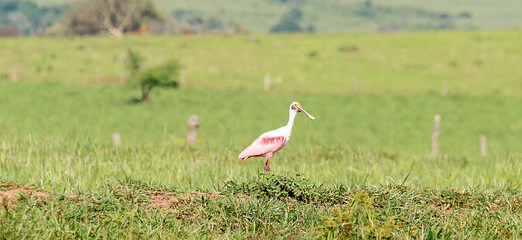 Fototapeta premium Roseate spoonbill bird on a open field
