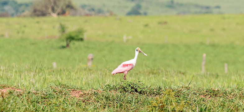 Roseate spoonbill bird on a open field