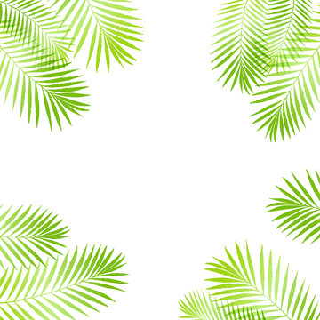 Summer tropical palm tree leaves border, frame background. Vector grunge design for card, poster, wallpaper. Natural tropical palm tree on white.