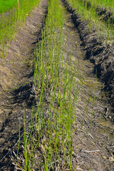 Green asparagus field
