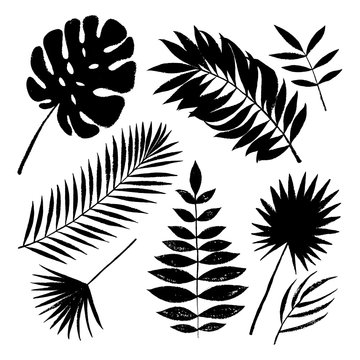 Summer black silhouette tropical palm tree leaves elements. Vector grunge design for cards, web, backgrounds and natural product.