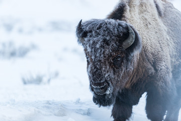 Hoarfrosted bison, Lamar valley, Yellowstone.