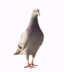 close up full body of pigeon bird standing isolated white background