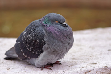 Dark thoughts in the head of a dove