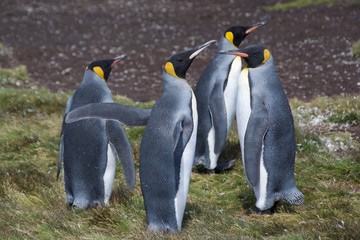 Obraz premium King penguins on Stromness, South Georgia