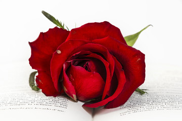 Rosa rossa su libro