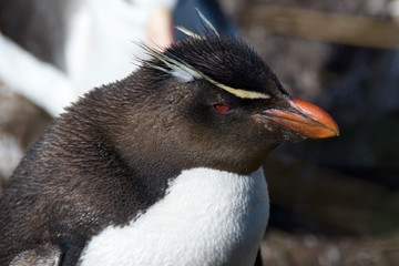 Rockhopper penguins in West Point Island, Falklands