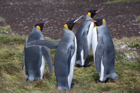 King penguins on Stromness, South Georgia