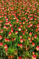 Naklejka premium Colorful tulip flowers in spring park. Flower landscape