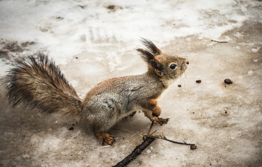 Naklejka na ściany i meble Squirrel with a nut