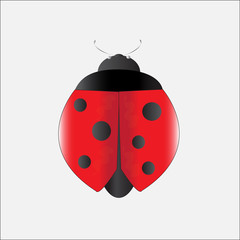 lady bug, illustration vector. 