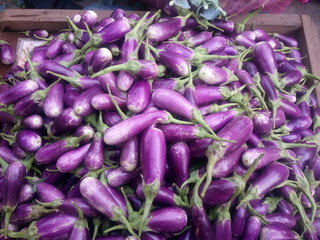 Egg plants for sale at market