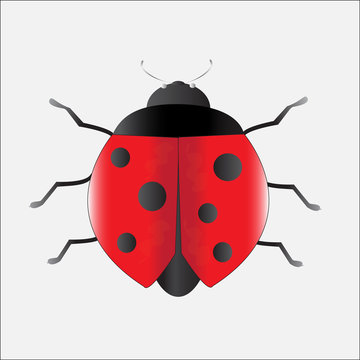 lady bug, illustration vector. 