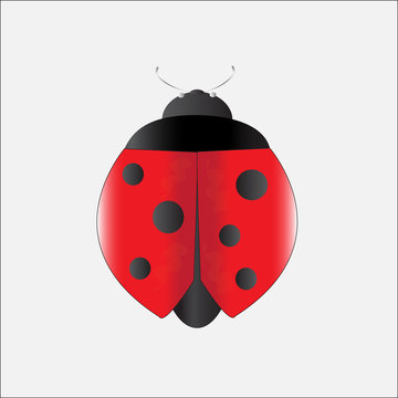 lady bug, illustration vector. 