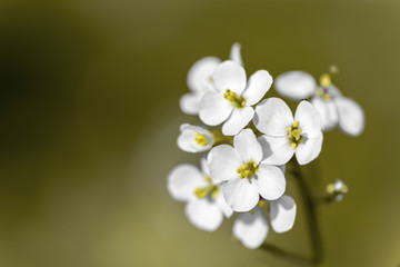 Photograph of flowers of white color