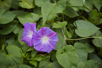 Morning glory 