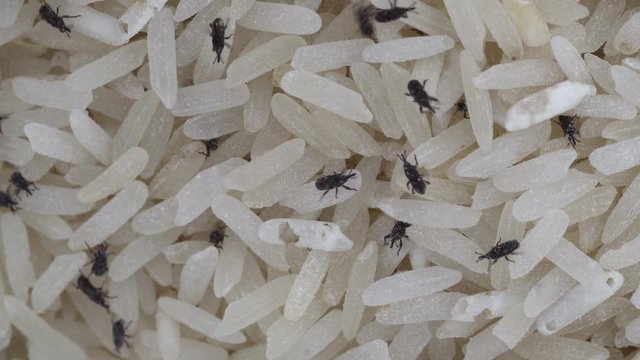 Close up shot of rice weevil on rice, Top view
