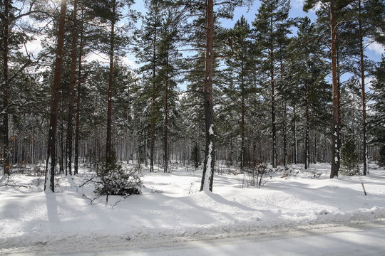 Vinterskog h&auml;r st&aring;r tallarna i sn&ouml; raka soligt med skuggor