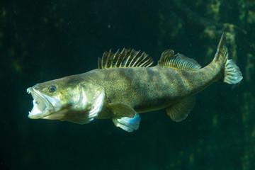 Underwater World – Sander Fish (Pike-Perch)