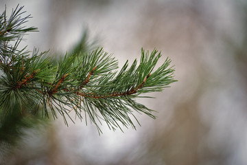 Pine