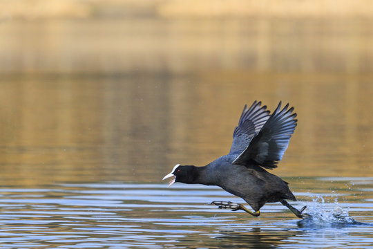 coot with outstretched wings runs on water