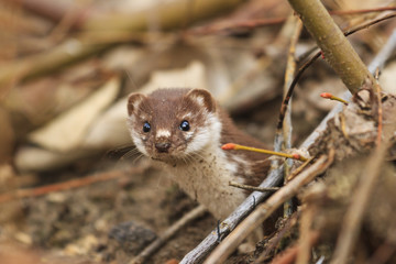Least weasel looks from mink among fallen leaves