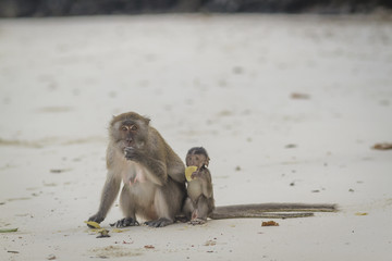 Monkeys in Thailand