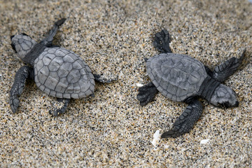 Turtle Hatchlings