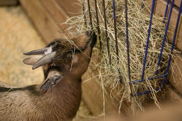 eating goat