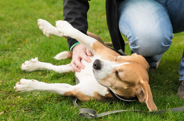 Beagle liegt auf dem Rasen und wird gestreichelt