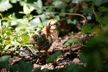 Chick