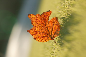 fallen leaf