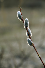 Obraz premium Pussy willow branch on early spring