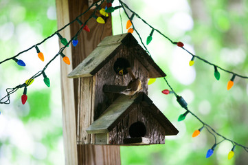 mama bird feeding her babies