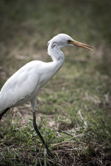 Fototapeta premium The white egret.