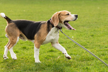 Beagle rennt über den Rasen und gähnt