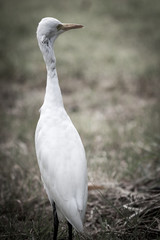 The white egret.