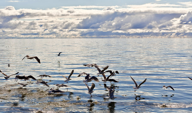 Sea gulls in the sea