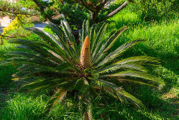 Sunny green field the palm grows next to the pine juniper in harmony and harmony