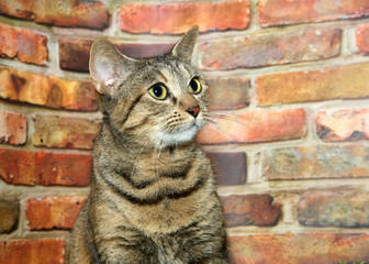 Portrait of one brown and black tabby cat, nervously looking to viewers right. Sitting in front of...