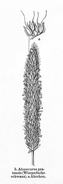 Meadow foxtail (Alopecurus pratensis) (from Meyers Lexikon, 1895, 7/876/877)