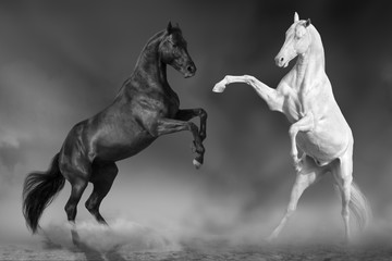 Fototapeta na wymiar Two horse play and rearing up in desert. Black and white
