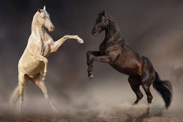 Two stallion fight and rearing up in desert dust