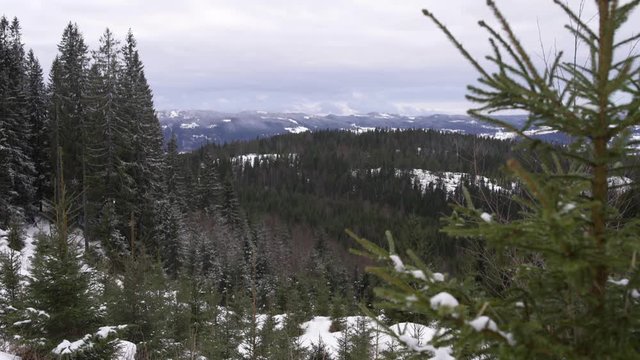 Winter's view of Strandlykkja forest, snowy day, Hedmark, Norway