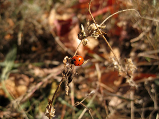 Bright ladybug sits on a blade of grass in a field