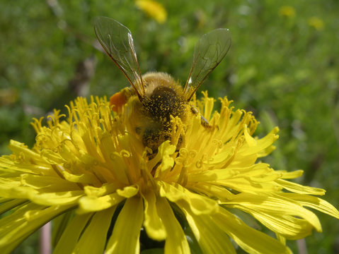Bee on yellow bright dandelion