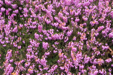 Fototapeta premium Plant de bruyère des Alpes