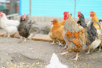 Hen living in the village