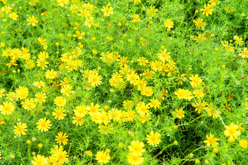 Yellow flower field in soft focus